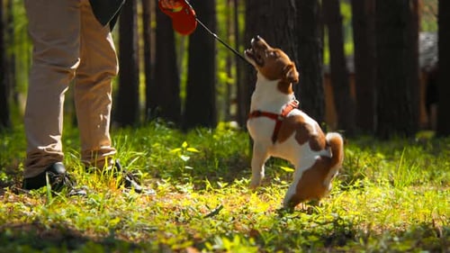 Walking with a dog in a forest on a summer sunny day