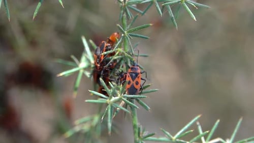 European Firebugs gather together on thorny green branch close up