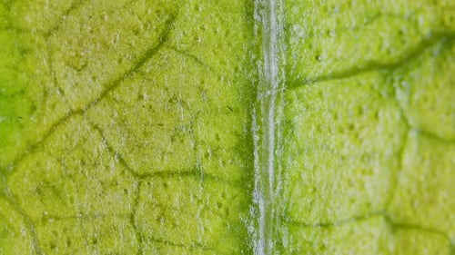 Plant chlorosis