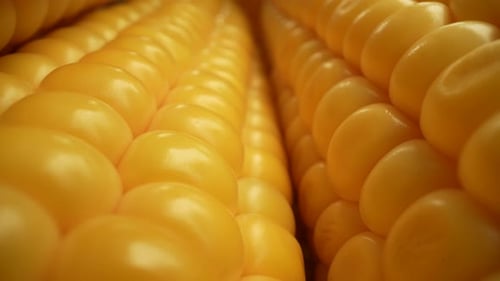 Fresh Corn 3