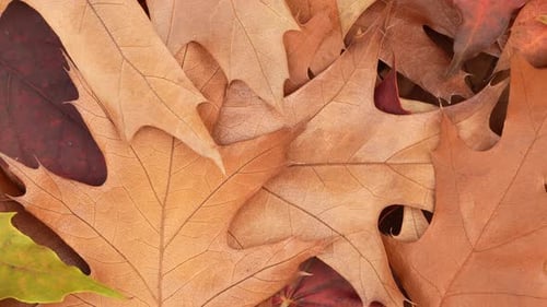 Pile of Colorful Autumn Leaves Close Up