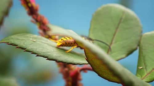 European Paper Wasp Resting on Green Leaf