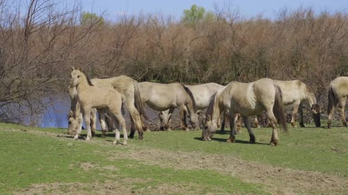 Herd of wild horses with foal grazing in meadow, with pond and bushes in background