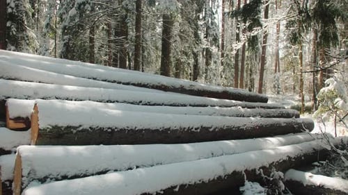 Logging Timber From Log Pine Trunks Forest Wood Industry