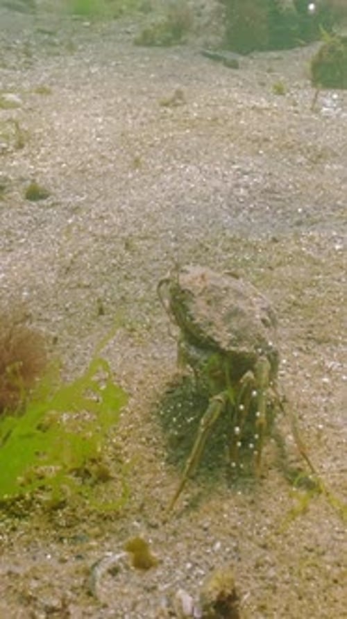 Green crab runs along sand seabed covered unicellular algae synthesis tiny bubbles of gas floats up