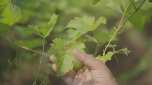 Landwirt hält junge Weinblätter am Weinberg