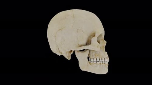 Rotating Human Skull on Black Background