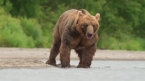 Brown Bear scouting for Salmon fish in a river stream at Kamchatka, Russian federation