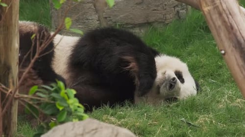 Giant Panda Resting Peacefully on Green Grass