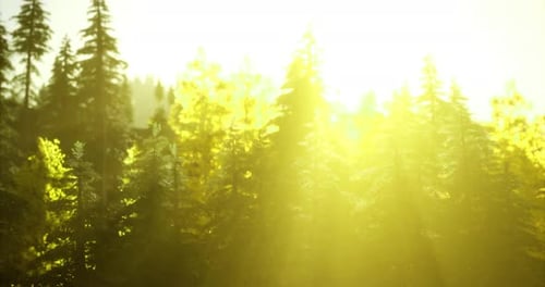 Sunlight Filtering Through Lush Forest Trees in a Tranquil Setting