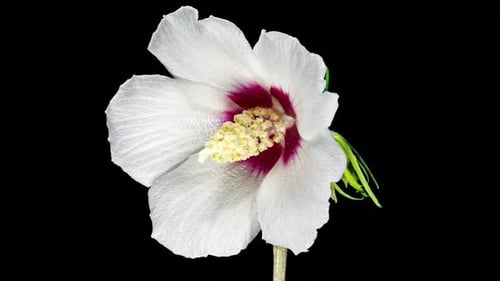 Blooming White Flower Blossom Against Black Background