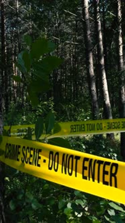 Crime scene tape around a lush green and dark sunny forest area where a crime has been taken place.