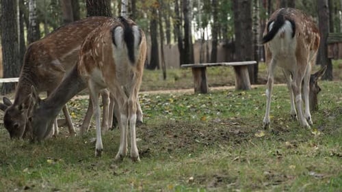 Deer Grazing in a Forest