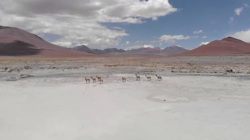 Aerial rotates around herd of wild Vicuna at salt flat in high Atacama
