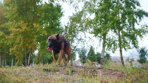 Trainierter Schäferhund rennt auf die Kamera zu