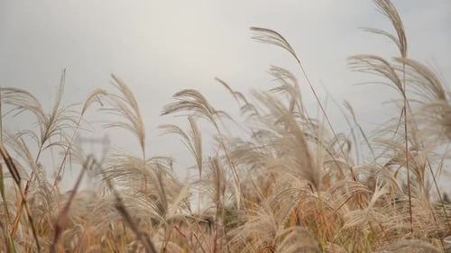 Tall Grass Blowing Gently in a Rural Field