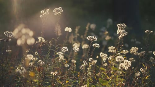 Wild meadow flowers glowing in warm sunset light. Beautiful nature background with soft bokeh