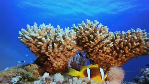 Tropical Colourful Clown-Fish