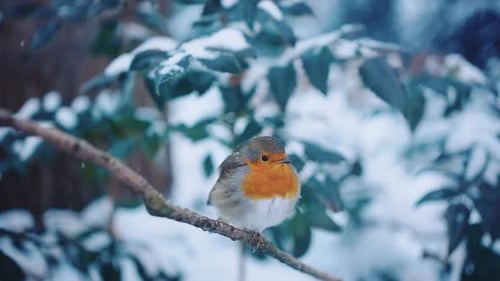 Poor lonely Robin bird sitting on a branch in winter and moving head towards camera.