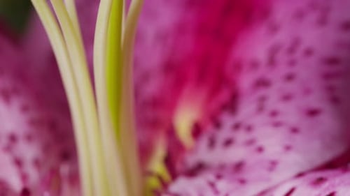 Close-up of vibrant pink flower center, macro detail