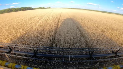 Harvester Gathering Crop of Ripe Wheat in Field View From Combine Cabin Riding Through Grain