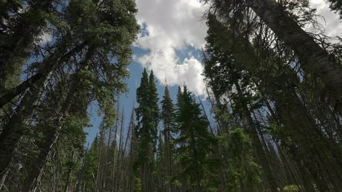 Cloudscape Passing Over Conifer Forest Trees. Timelapse