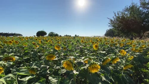 Flowering Sunflowers and a Field