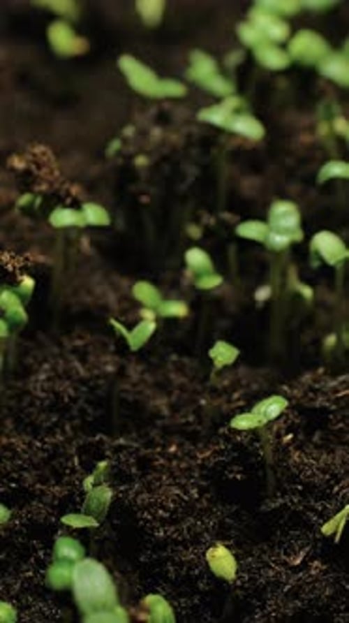 Time Lapse of Green Sprouts Emerging from Soil