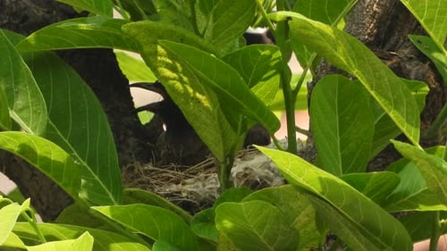 Red vented bulbul making nest and relaxing on nest .