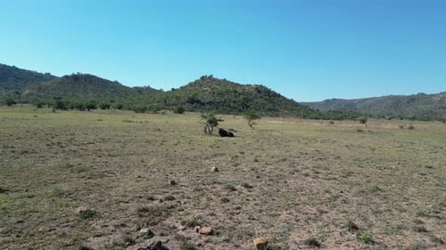 Wild Wildebeest At Rustenburg In North West South Africa.