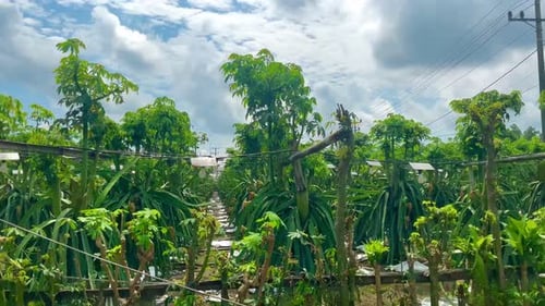 Dragon Fruit Farm in the Countryside