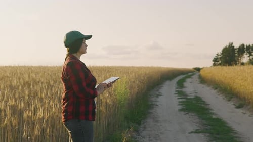 A Female Agronomist Works with a Tablet in a Wheat Field at Sunset with a Tablet