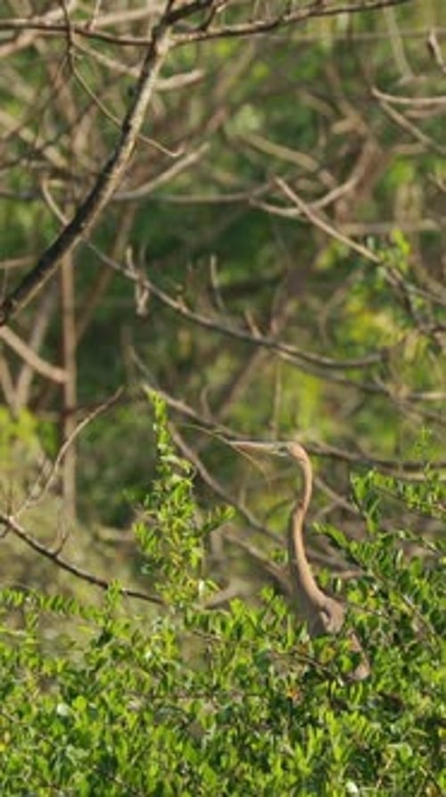 Héron violet de Goa, Inde, assis