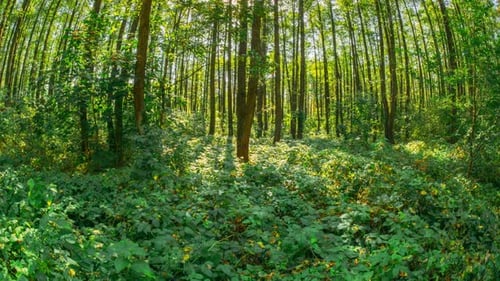 Bosque en transición de verde veraniego