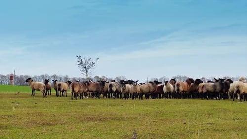 Fluffy cute sheep standing in the field near the little tree. Livestock pasturing in autumn.