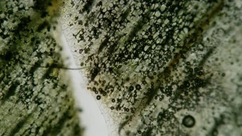 Animated Microscopic Organic Cellular Structure Background