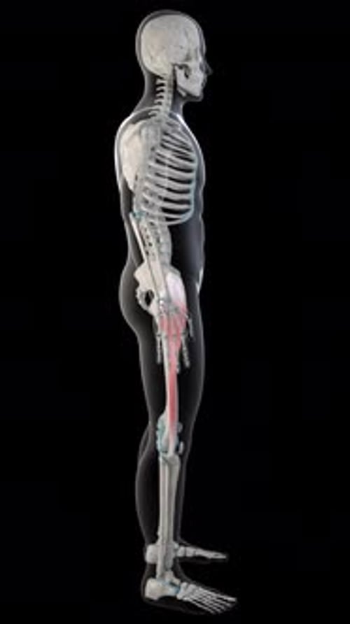 Tensor Fasciae Latae Muscles On Whole Human Body Vertical Video