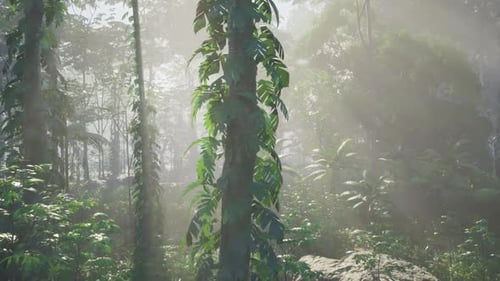 Dense Green Forest With Abundant Trees