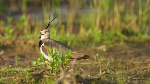 Telephoto view of alert Northern Lapwing looking around and forages in grassy area