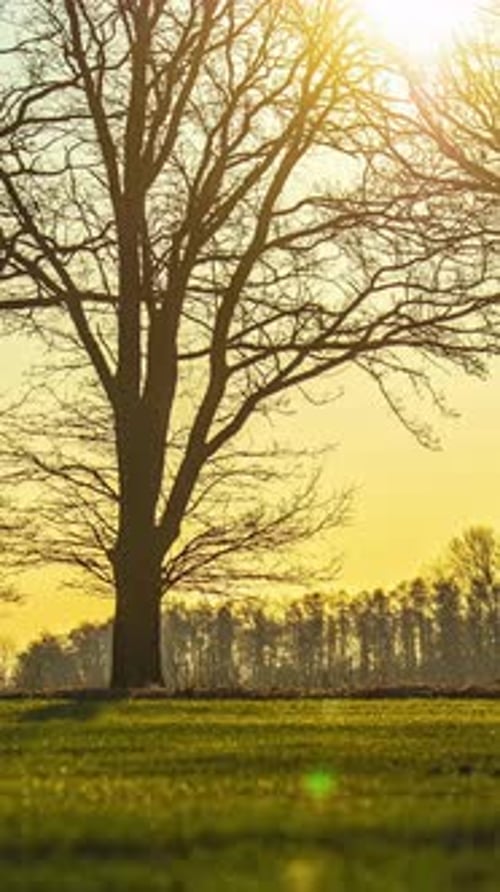 Captivating Timelapse of Tree Silhouette at Sunset in Open Field