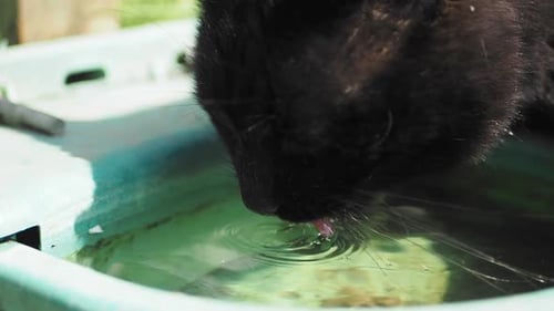 Black Cat Drinks Water from Basin Close-Up