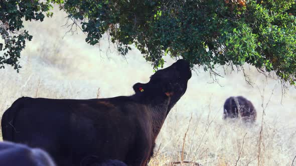 Cattle Eating Oak Trees, Central Coast of California Santa Barbara ...