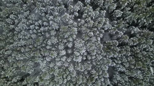 Aerial view of a frozen pine tree forest with snow covered trees in winter. Flight above winter fore