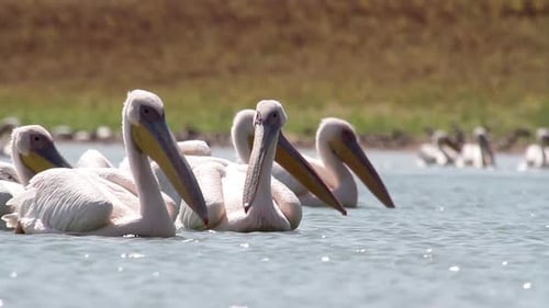 Great white pelican floating in the lake