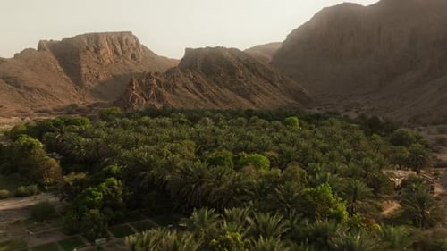 Drohnenaufnahme aus einem Dorf im Oman mit Palmen