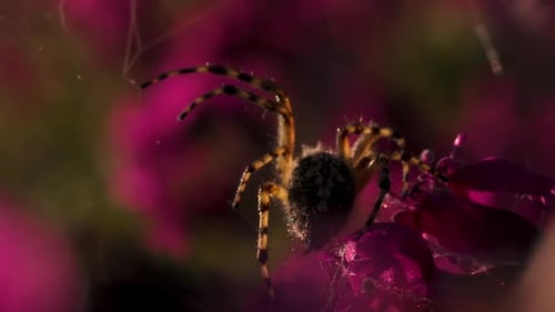 Spinne, die auf lila Blütenblättern läuft