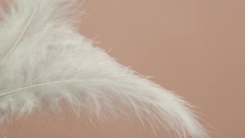 Primer plano de plumeleta suave con textura de plumas blancas sobre fondo beige