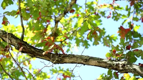 Green Leaves Waving on a Tree Branch
