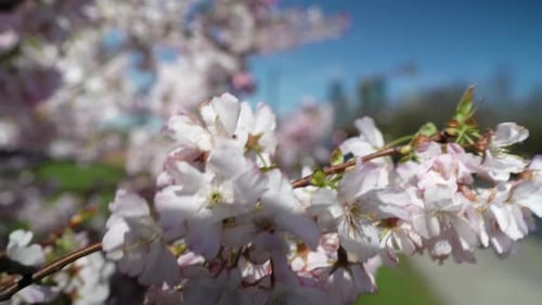 Beautiful cherry tree on the roadside in London in a windy and sunny day with a clear blue sky as th