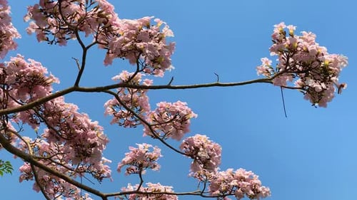 Sakura(Cherry blossom) blooming in spring season against blue sky